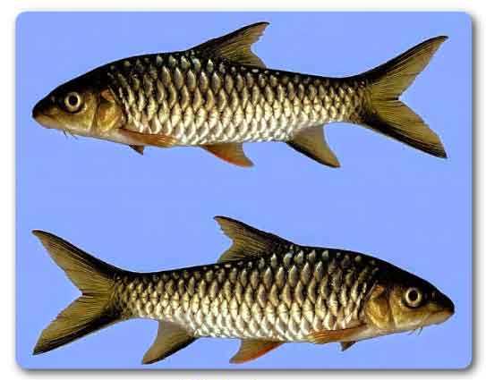  Madhya pradesh State fish, Mahasheer, Tor tor